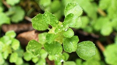 Pilea peploides major