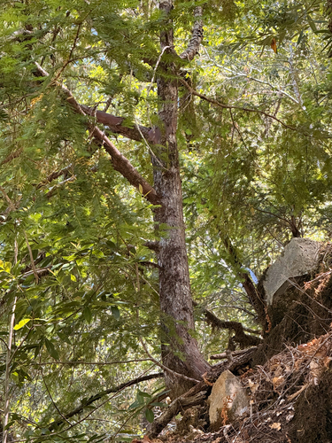 iNaturalist observation photo of torreyas