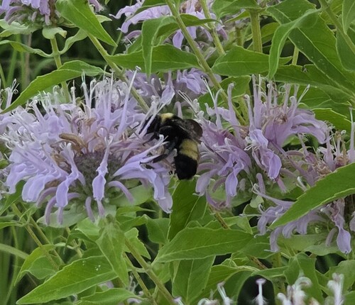 Black-and-gold Bumble Bee
