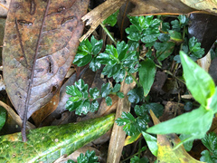 Elatostema obtusum trilobulatum