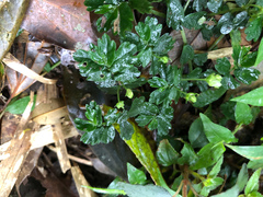 Elatostema obtusum trilobulatum