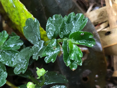 Elatostema obtusum trilobulatum