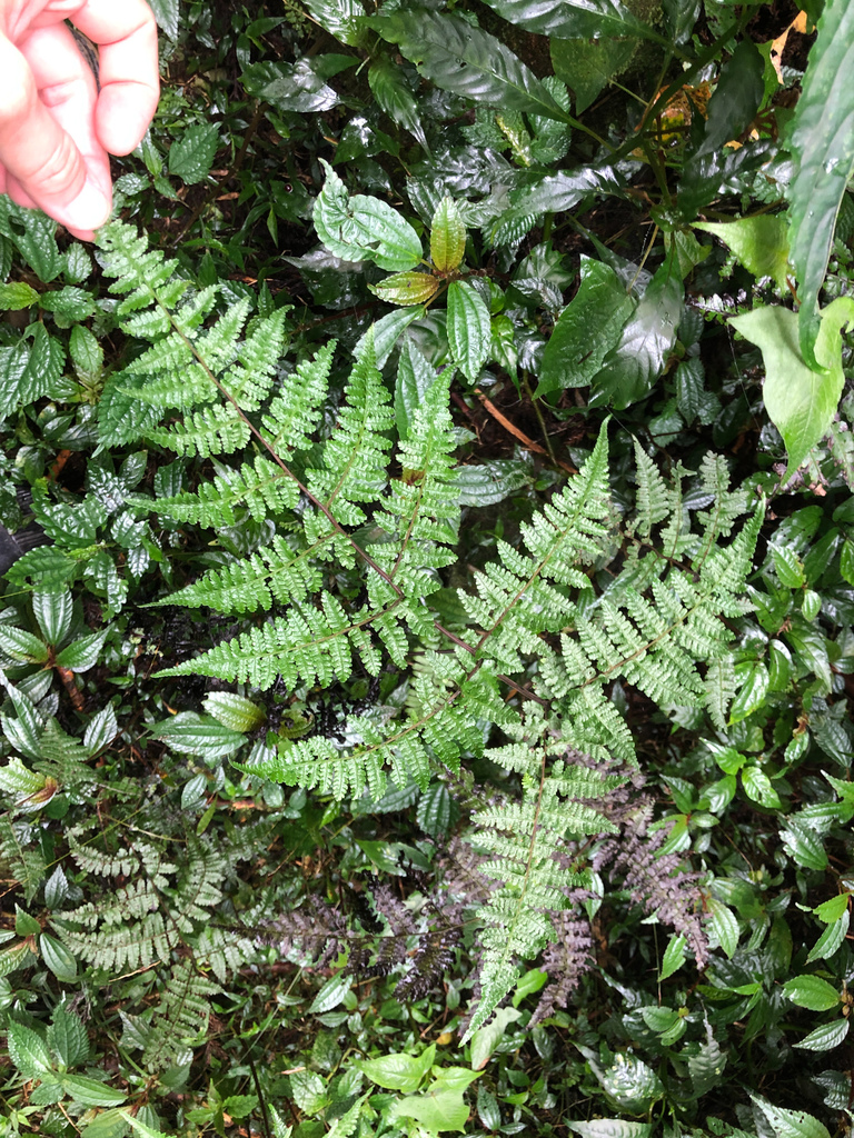 Cornopteris banajaoensis