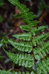 Cornopteris banajaoensis