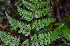 Cornopteris banajaoensis