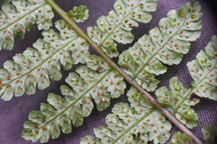 Cornopteris banajaoensis