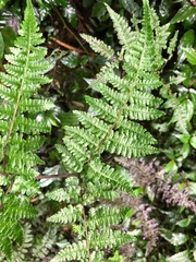 Cornopteris banajaoensis