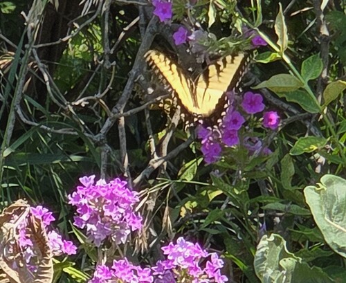 Eastern Tiger Swallowtail