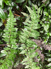 Cornopteris banajaoensis