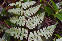 Cornopteris banajaoensis