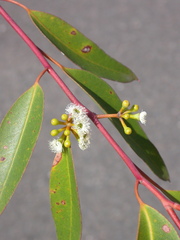 Eucalyptus brevistylis