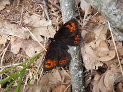 Erebia triarius