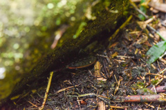 Carabus nankotaizanus