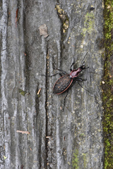 Carabus nankotaizanus