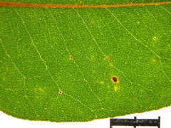 Eucalyptus brevistylis