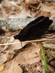 Erebia triarius