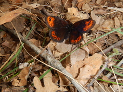 Erebia triarius