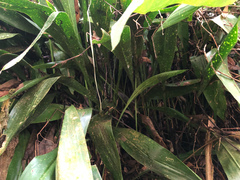 Aspidistra attenuata