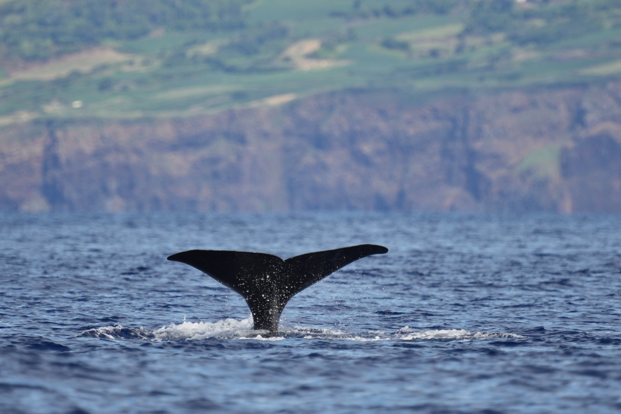Physeter macrocephalus