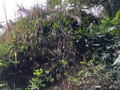 Aspidistra attenuata
