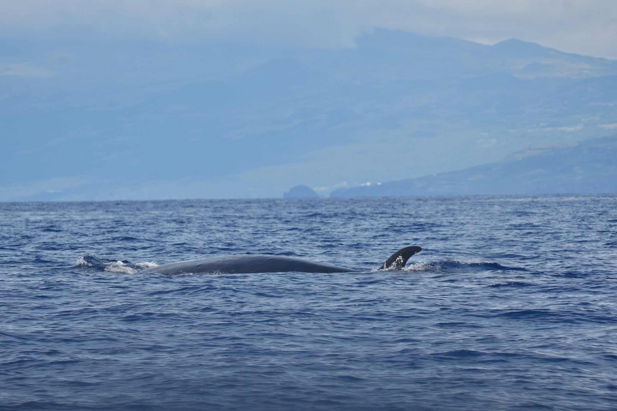 Balaenoptera borealis