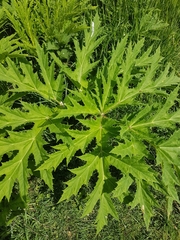 Heracleum mantegazzianum