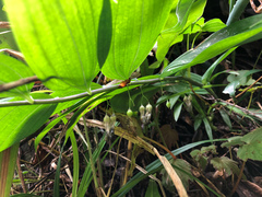 Polygonatum arisanense