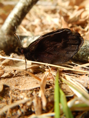 Erebia triarius