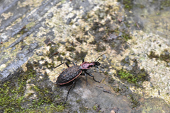 Carabus nankotaizanus