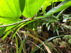 Polygonatum arisanense