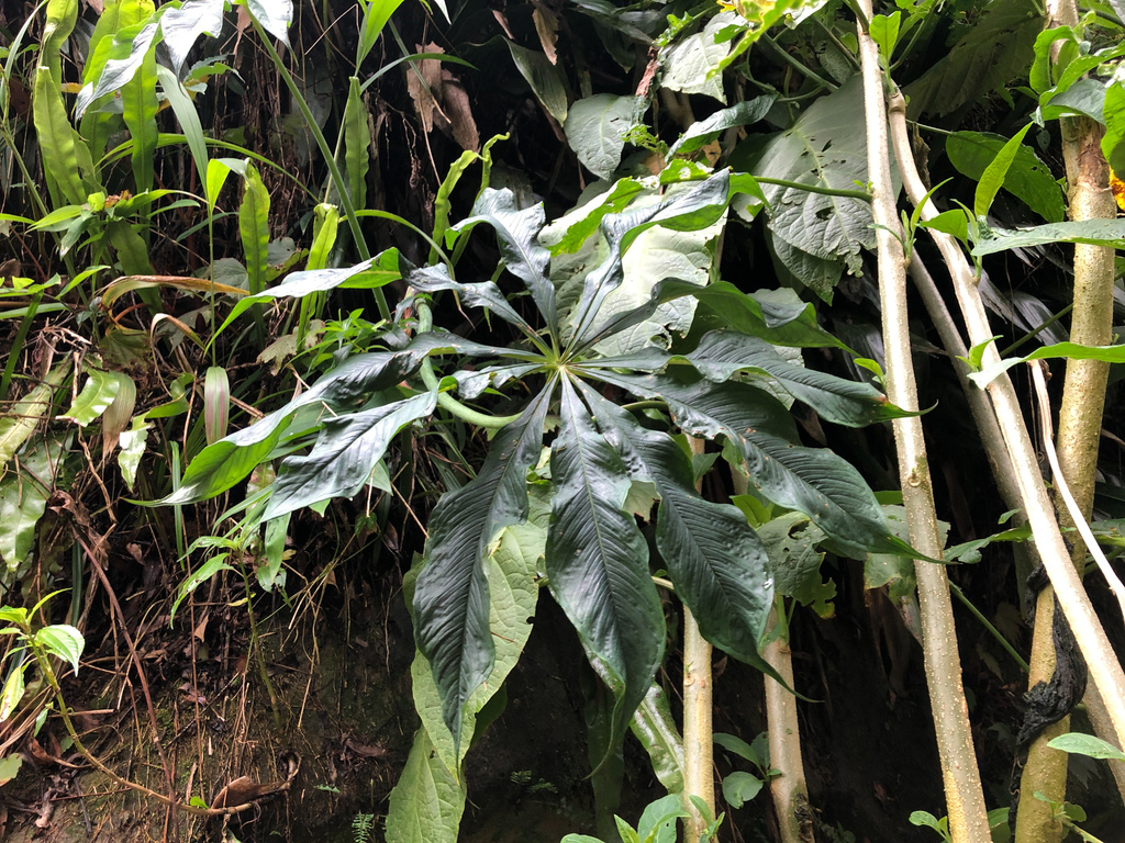 Arisaema formosanum; photograph Cheng-Tao Lin, CC BY, iNaturalist via GBIF