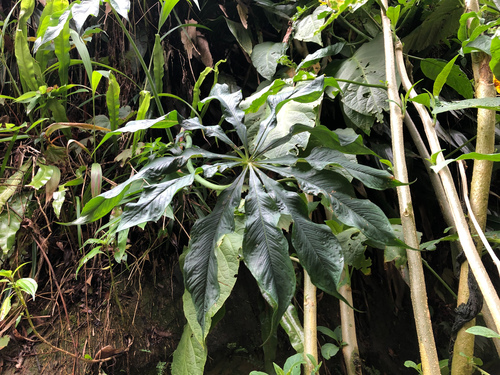 Arisaema formosanum