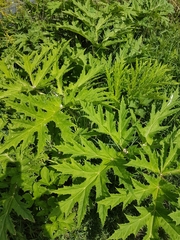 Heracleum mantegazzianum