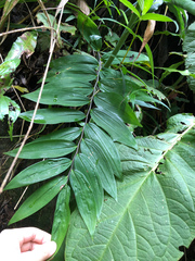 Polygonatum arisanense