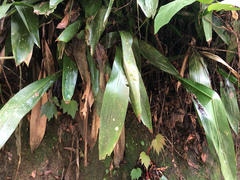 Aspidistra attenuata