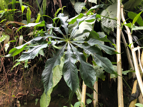 Arisaema formosanum, photograph 1