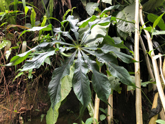 Cheng-Tao Lin, CC BY, iNaturalist via GBIF Arisaema formosanum, photograph Cheng-Tao Lin, CC BY, iNaturalist via GBIF