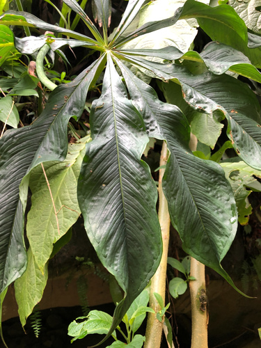 Arisaema formosanum, photograph 2