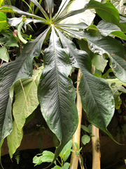 Cheng-Tao Lin, CC BY, iNaturalist via GBIF Arisaema formosanum, photograph Cheng-Tao Lin, CC BY, iNaturalist via GBIF