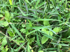 Digitaria setigera