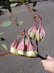 Eucalyptus pyriformis
