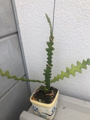 Selenicereus anthonyanus