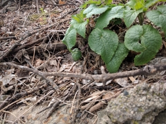 Tracheophyta
