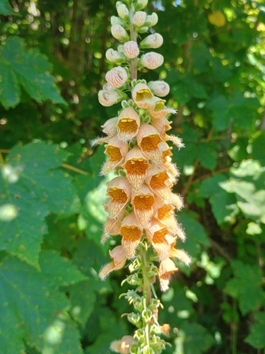 Rusty Foxglove