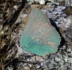 Callophrys viridis
