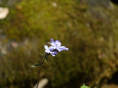 Phlox divaricata divaricata