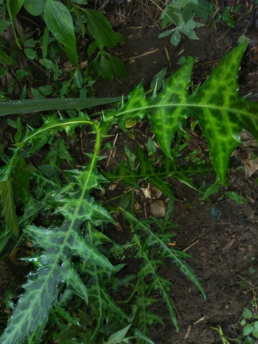 Mountain thistle