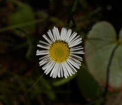 Allittia cardiocarpa