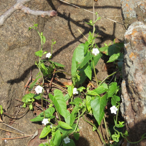 Ipomoea plebeia subsp. africana image