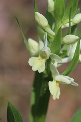 Dactylorhiza insularis
